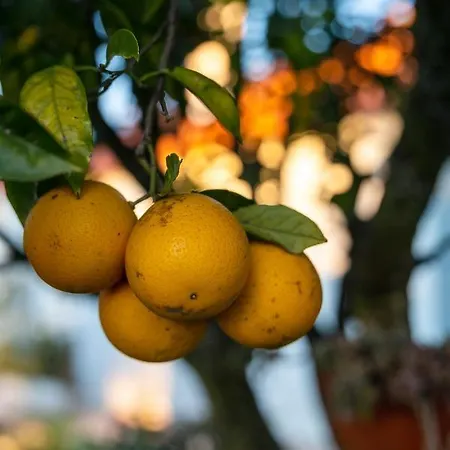 Tatil Evi Na Quinta- Rural Com Piscina De Agua Salgada Poceirao