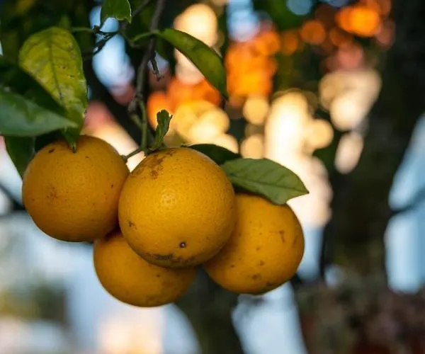 Prázdninový dům Na Quinta- Rural Com Piscina De Agua Salgada Poceirao